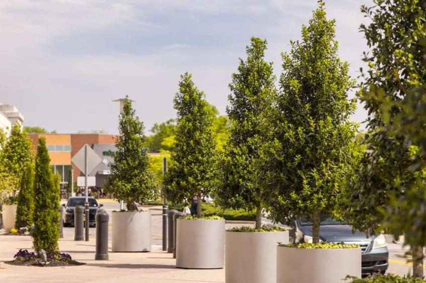 Row of evergreen trees in pots
