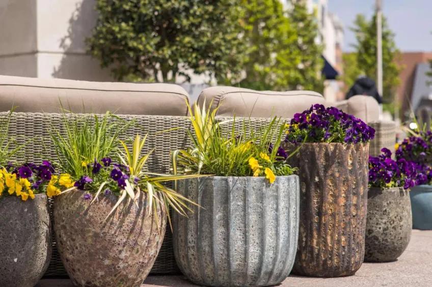 Various potted plants